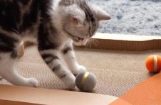 cheerble智能互动猫玩具让您的猫保持愉悦