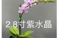 广州芳卉园艺家庭农场：深耕园艺种植，小小兰花飞舞出大产业！