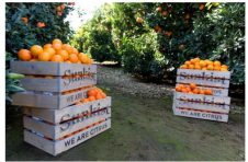 夏日在哪里，尽在鲜橙中——新奇士橙广东永旺限时促销